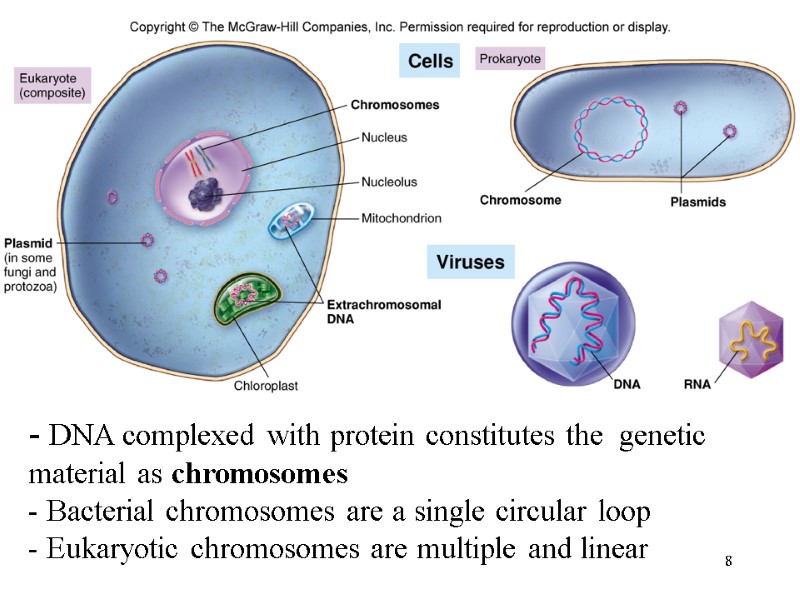 8 - DNA complexed with protein constitutes the  genetic material as chromosomes -